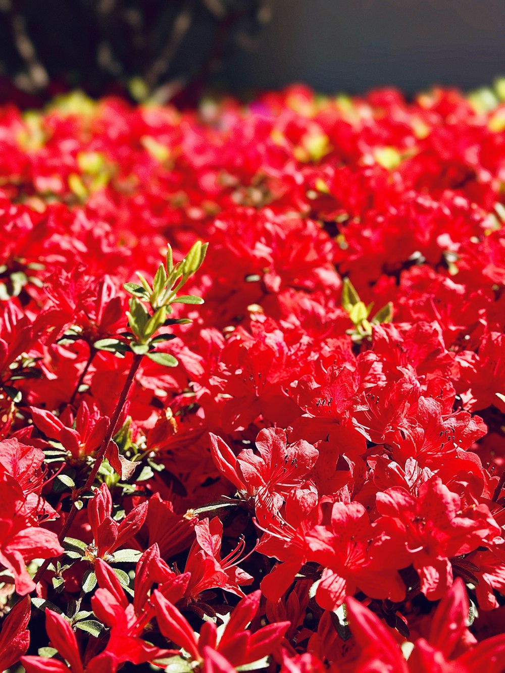 a bunch of red flowers that are in a field