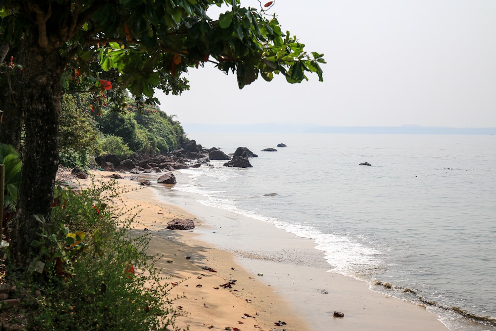 a view of a beach with trees and water