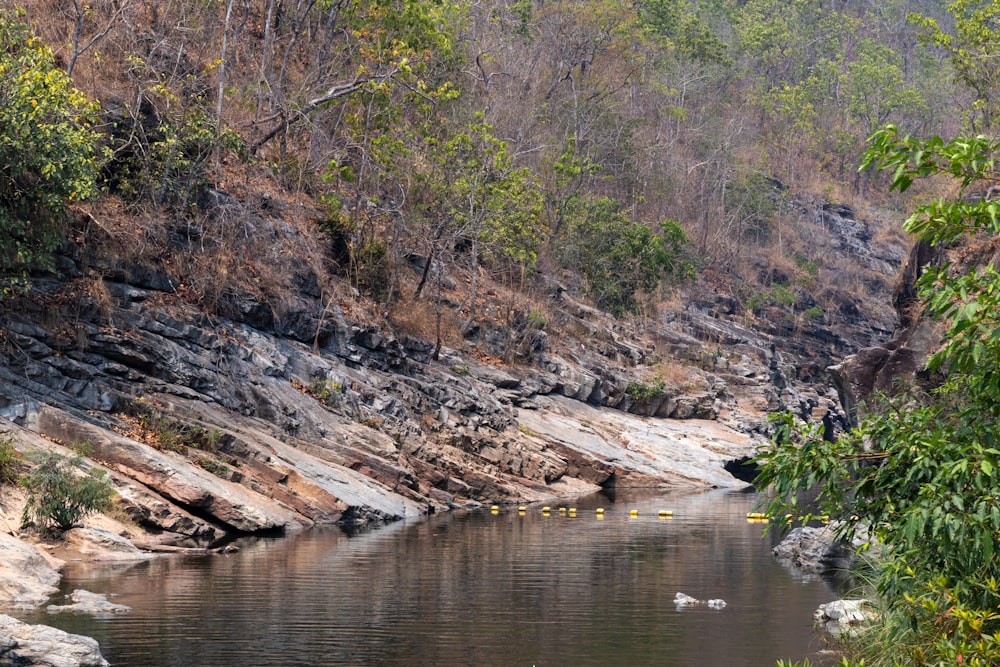 a body of water surrounded by trees and rocks