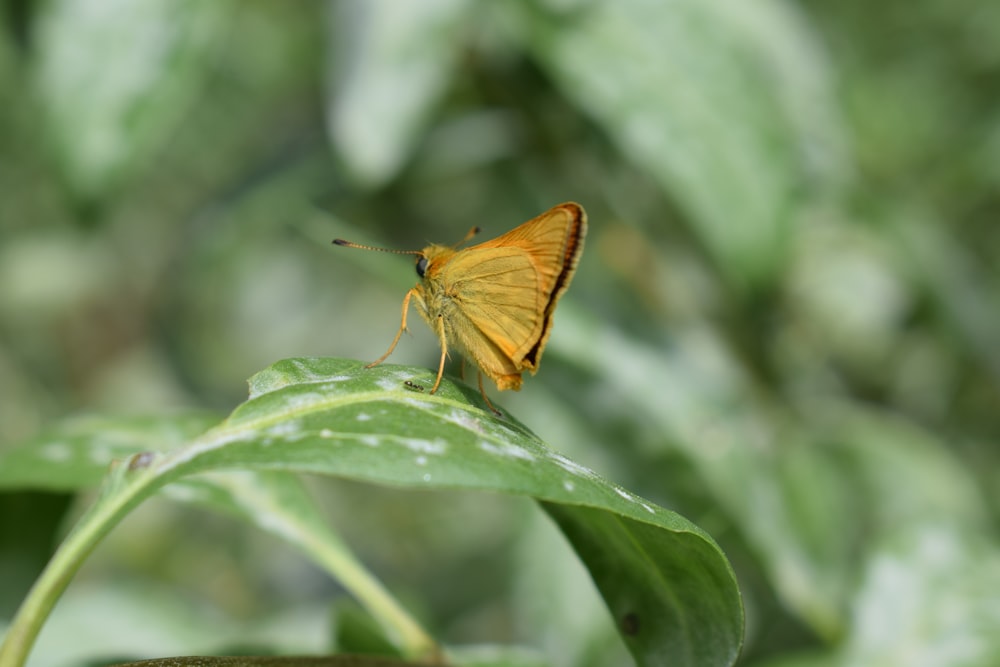 a yellow butterfly sitting on top of a green leaf