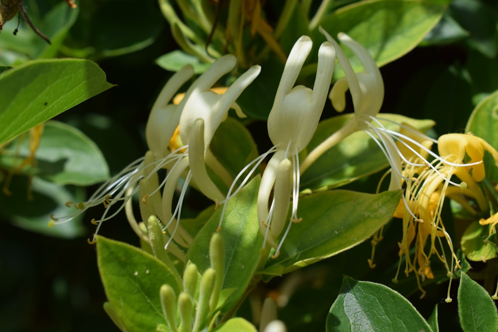 a close up of a flower on a tree