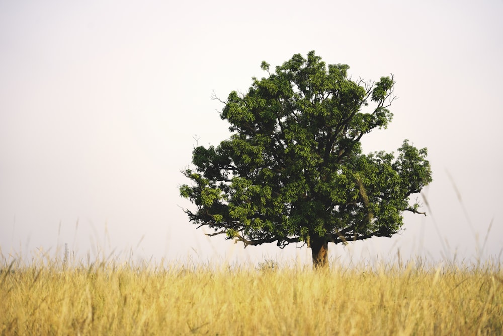 a lone tree in a field of tall grass