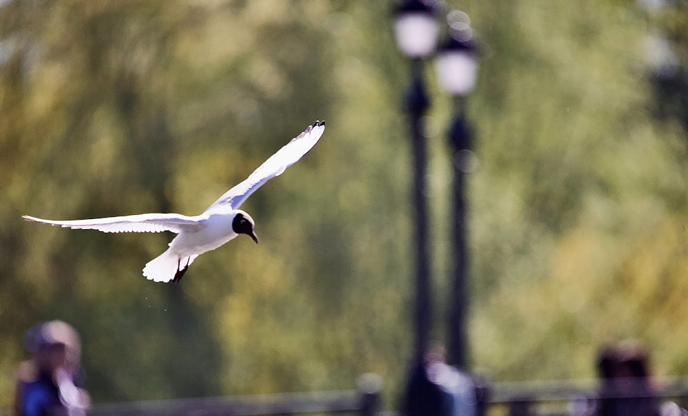 a white bird flying over a street light