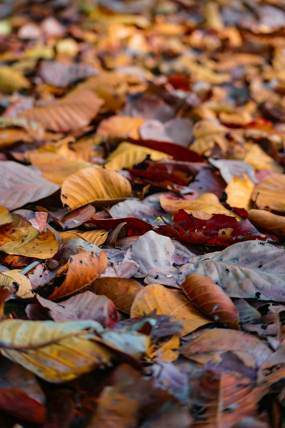 a bunch of leaves that are laying on the ground