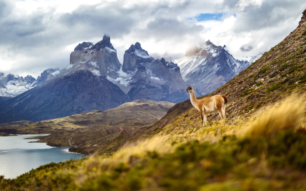 a llama standing on the side of a mountain