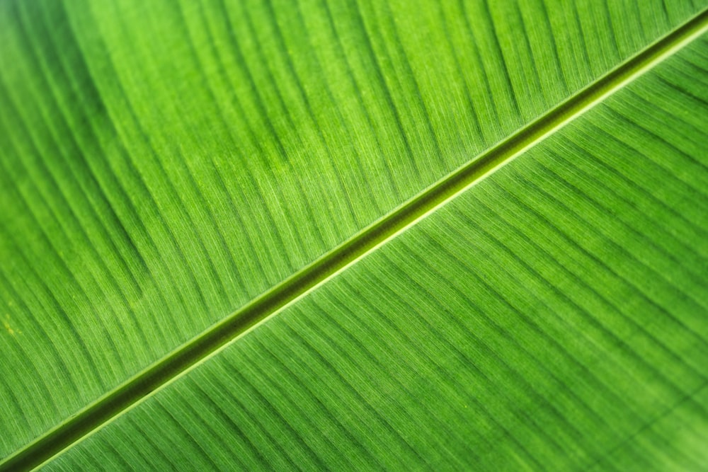 a close up view of a green leaf