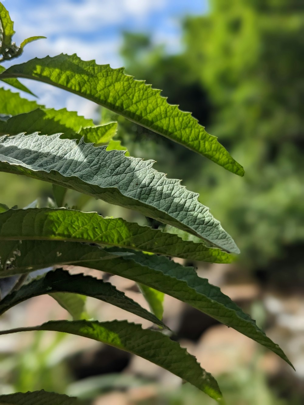 a close up of a green plant with leaves