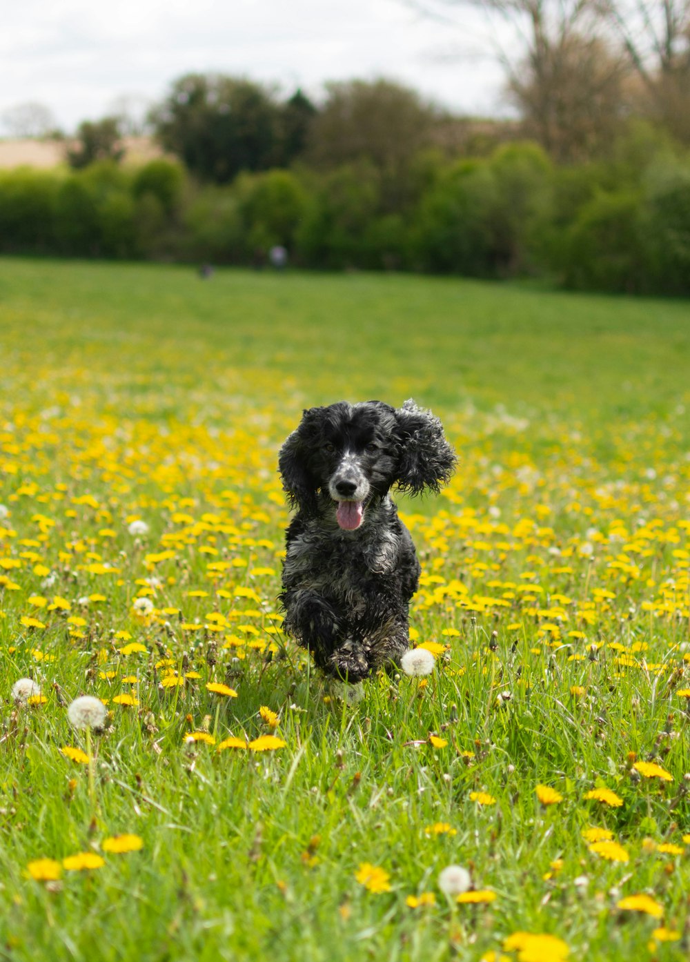 a dog running through a field of dandelions