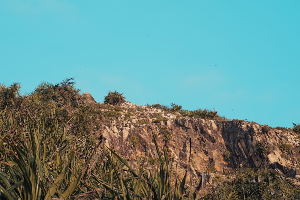 a bird flying over a hill with trees on top