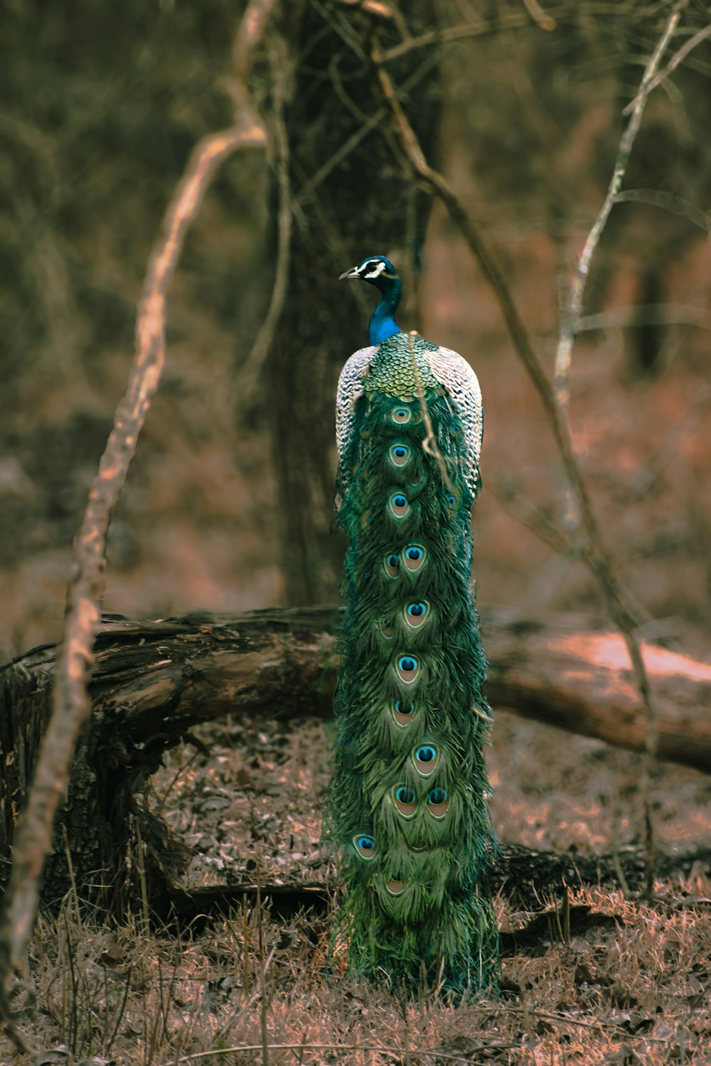 a peacock standing in the middle of a forest