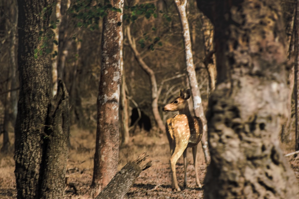 a deer standing in the middle of a forest