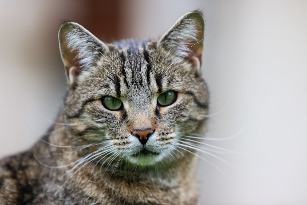 a close up of a cat with green eyes