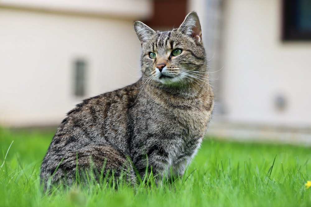 a cat that is sitting in the grass