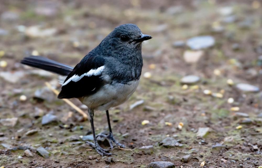 a black and white bird is standing on the ground