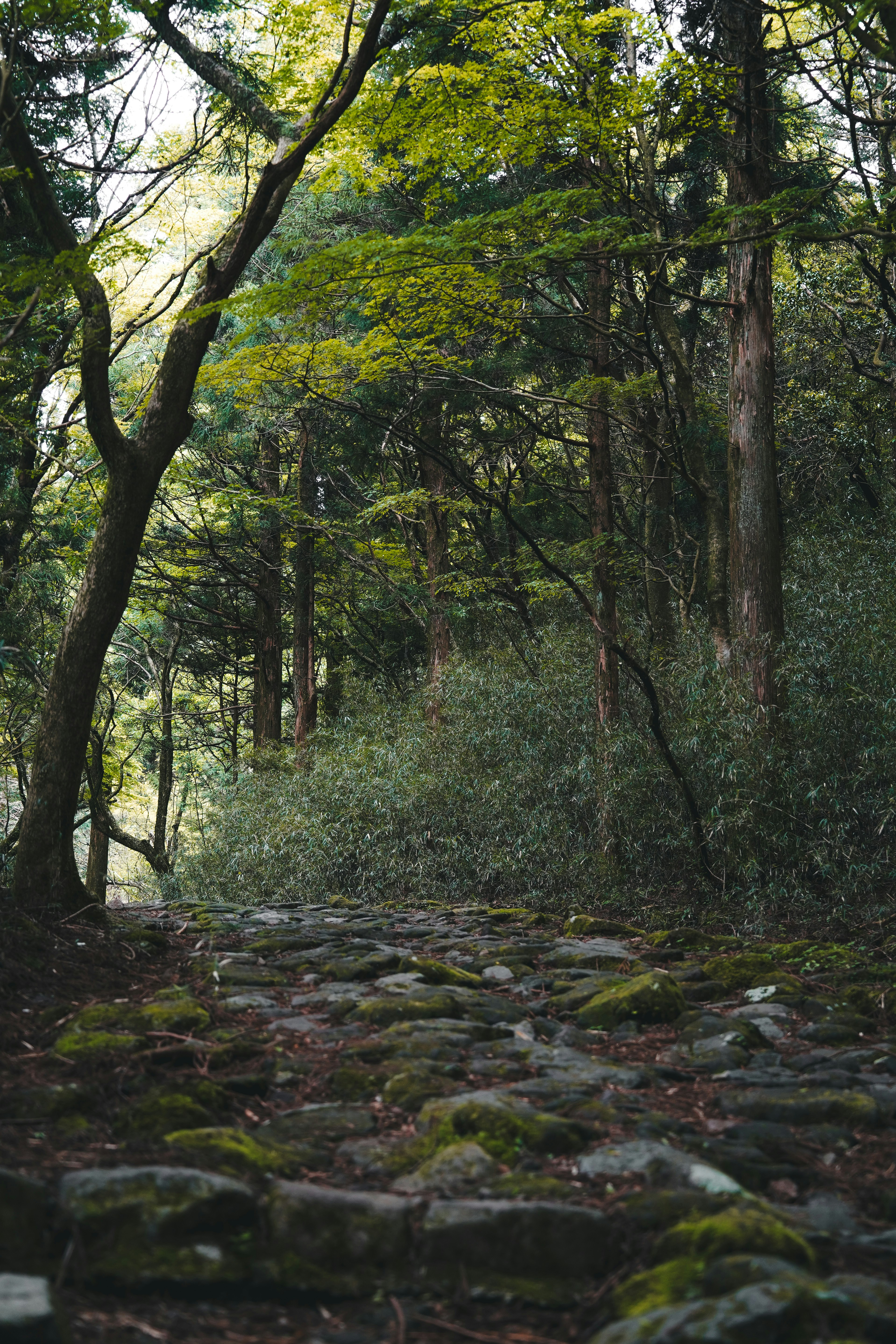 a path in the woods with moss growing on the rocks