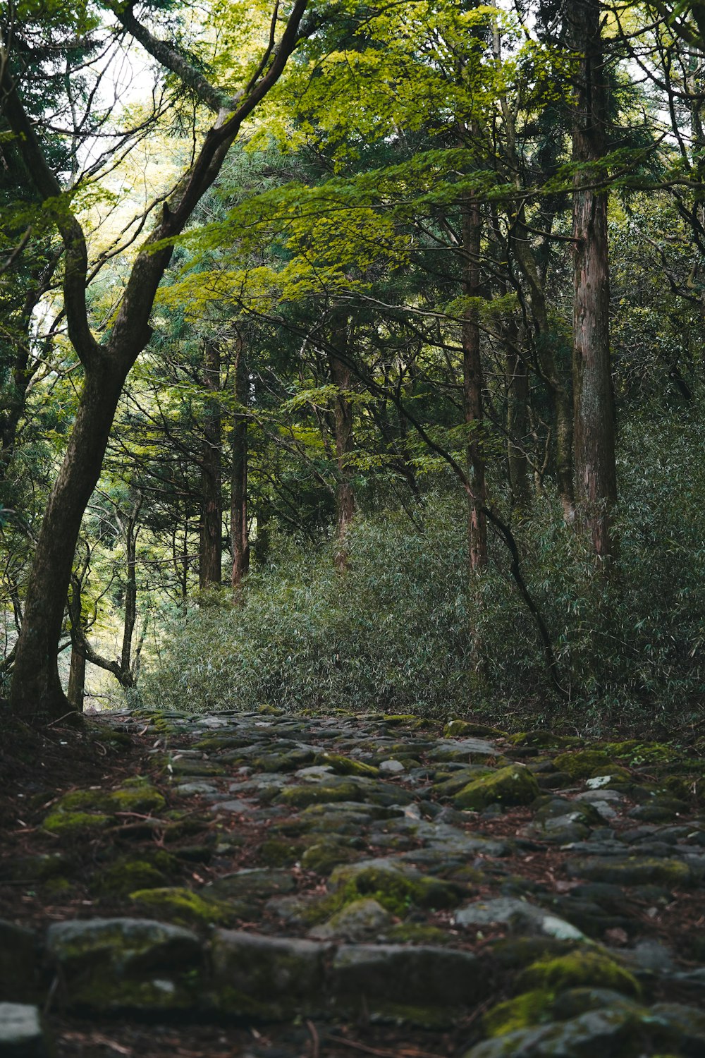 a path in the woods with moss growing on the rocks