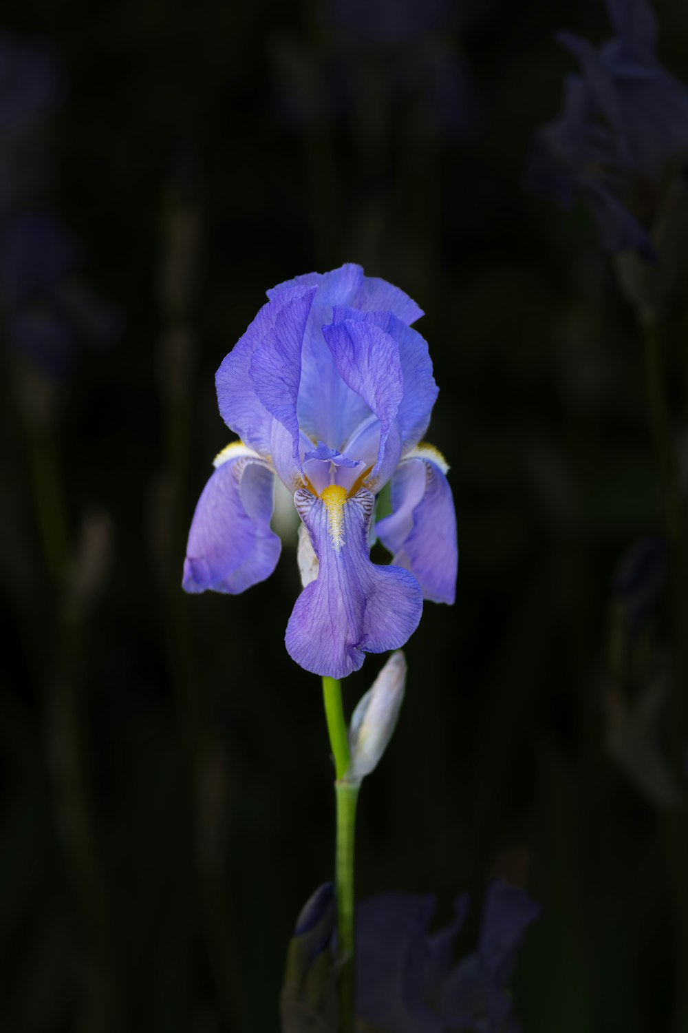 a purple flower with a yellow center in the middle