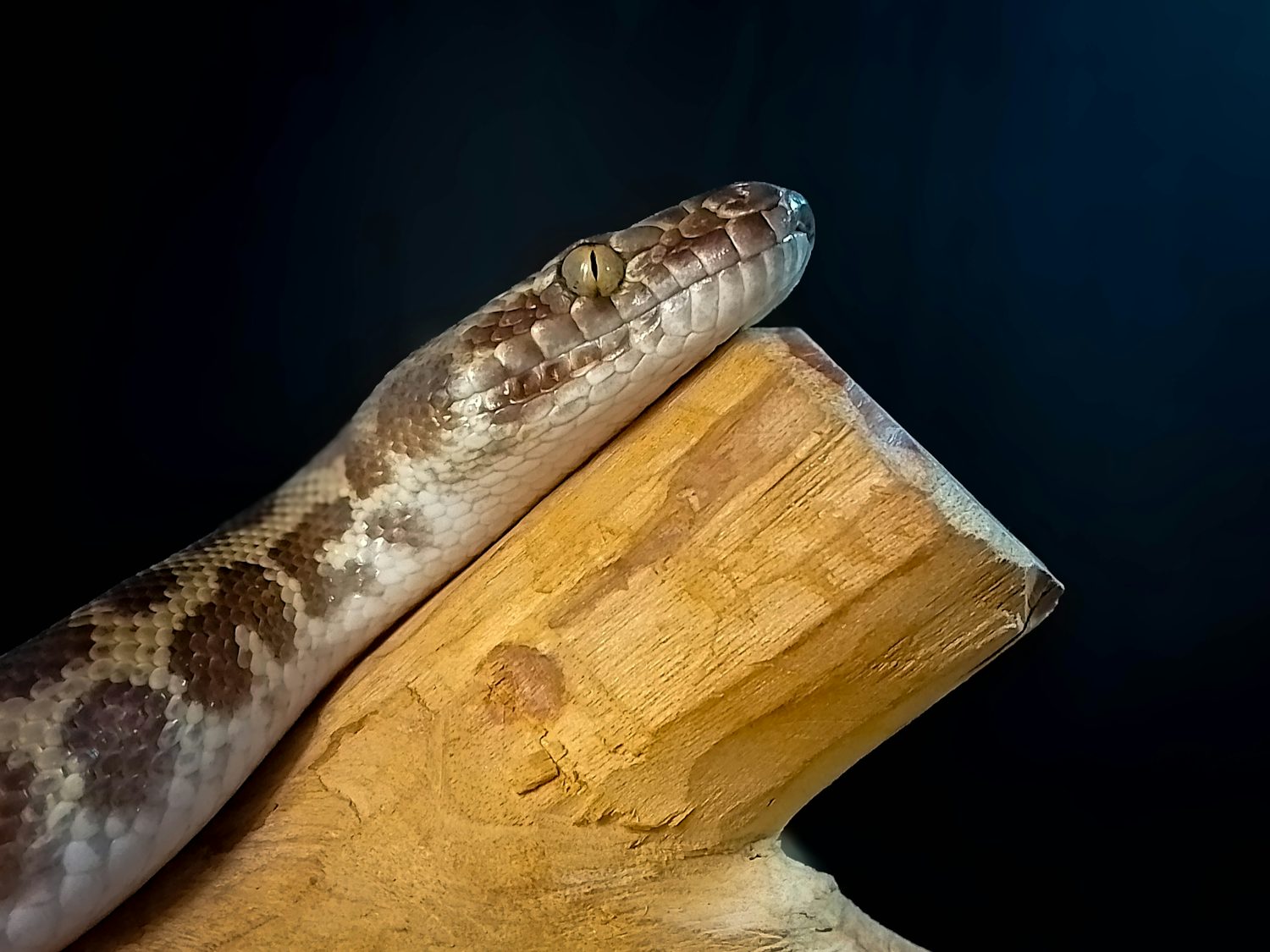 A close-up of a snake's head on a barkless stick. His underneath is white, and his top is brown with patches of a cream colour. The background is black.