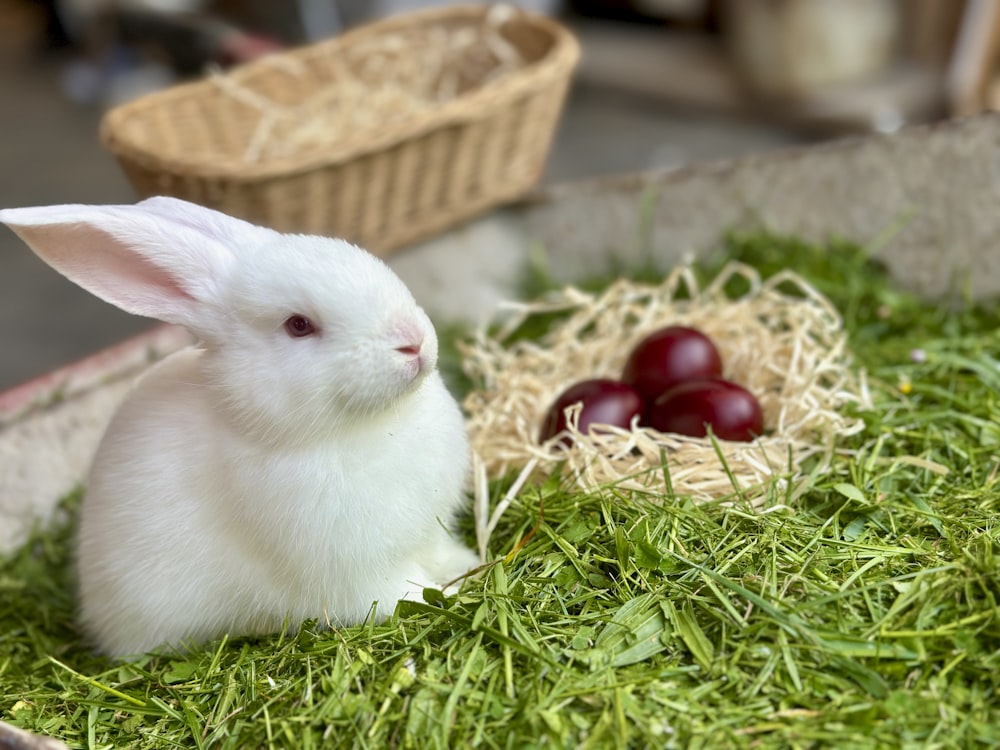 a small white rabbit sitting in a basket of grass