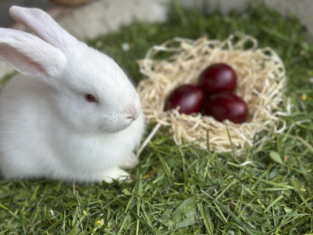 a white rabbit sitting in the grass next to some cherries