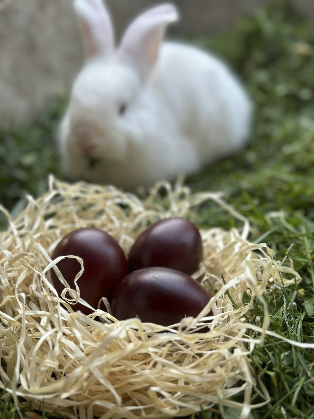 a white rabbit sitting next to three eggs in a nest