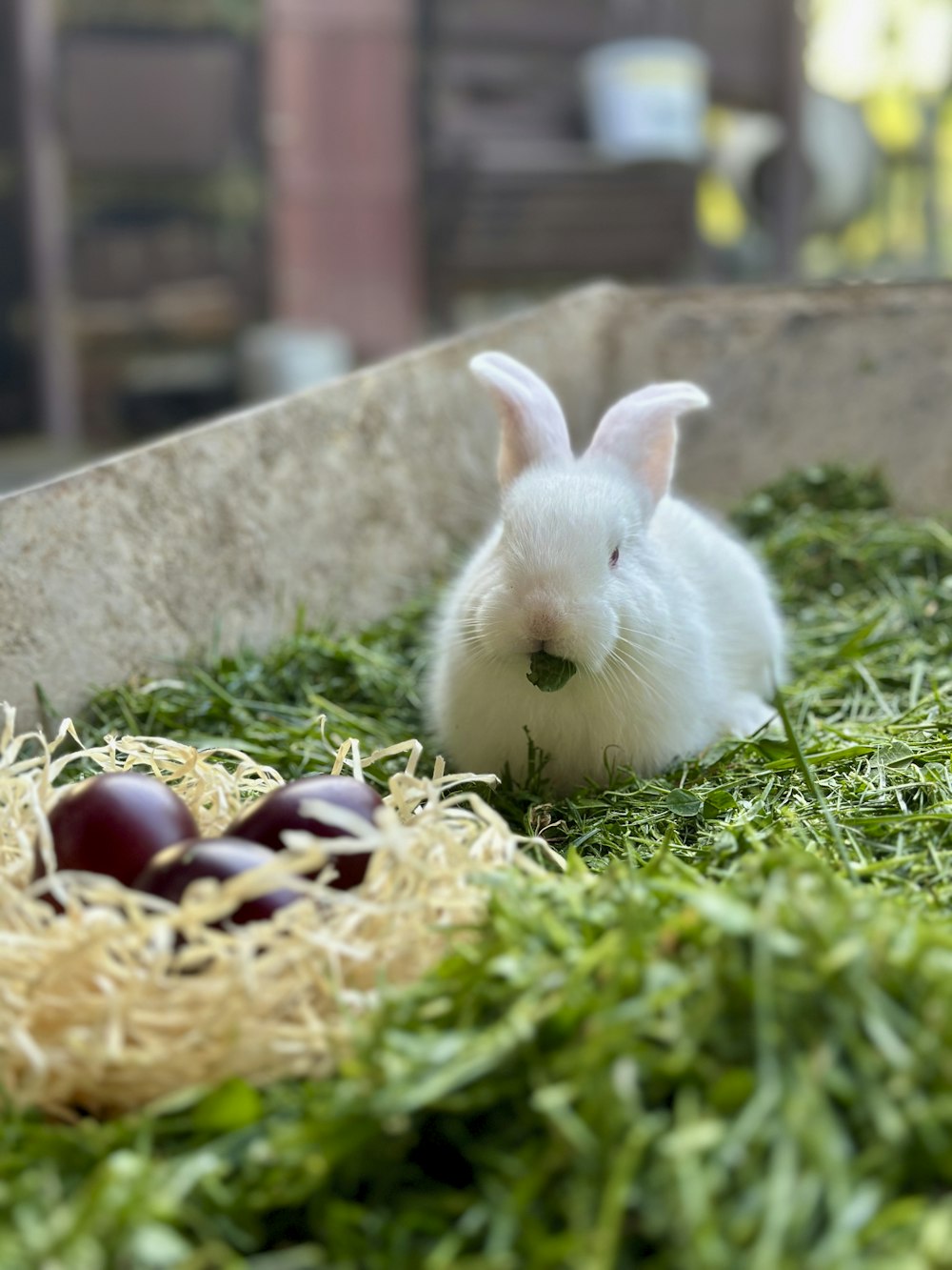 a white rabbit sitting in the grass next to a basket of eggs