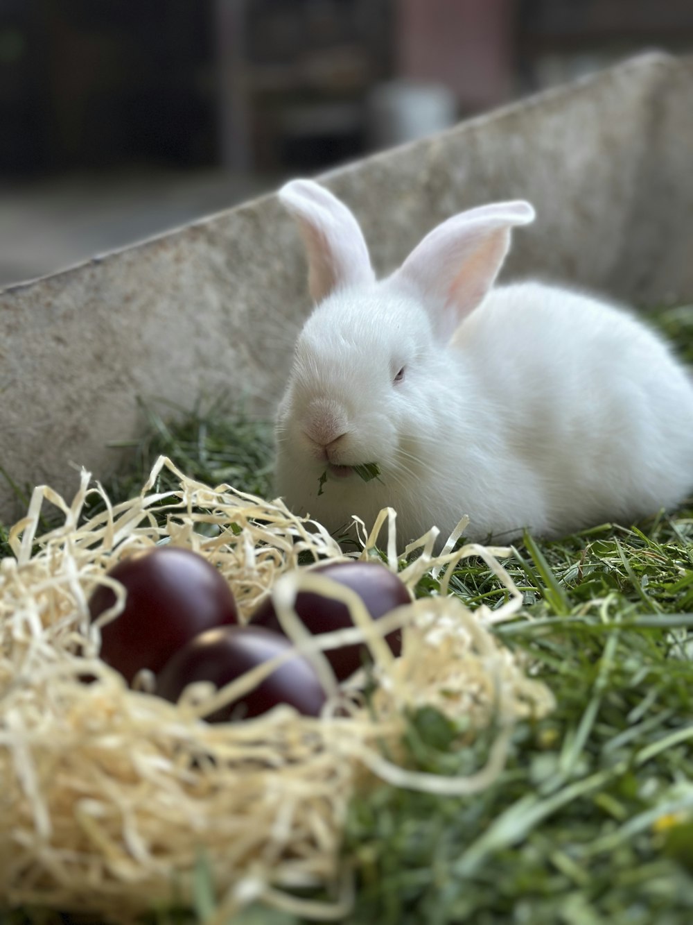 a white rabbit is sitting in the grass next to some eggs