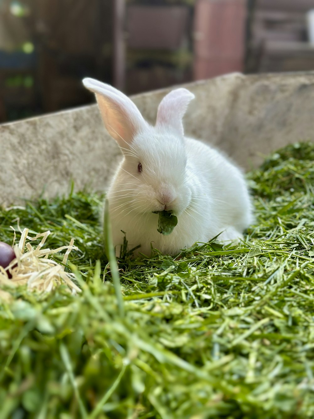 a white rabbit sitting in the grass with a piece of food in its mouth