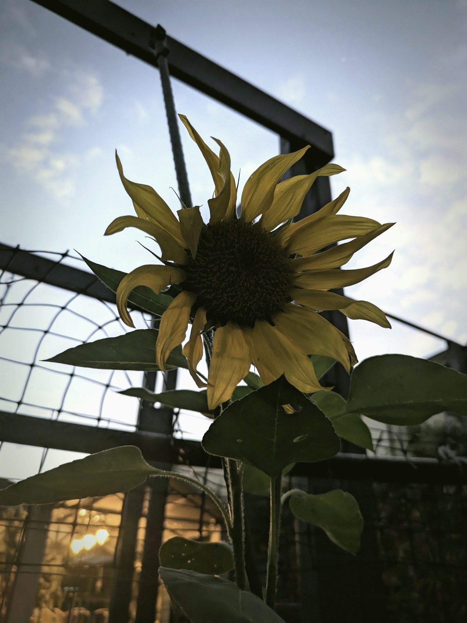 A close-up of a sunflower, taken from down low. In the background is a slightly cloudy sky, a frame, and the warm lights of a patio.