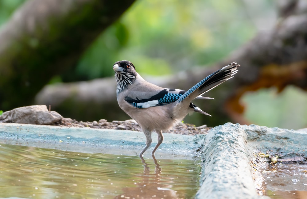a blue and white bird standing on the edge of a pool of water