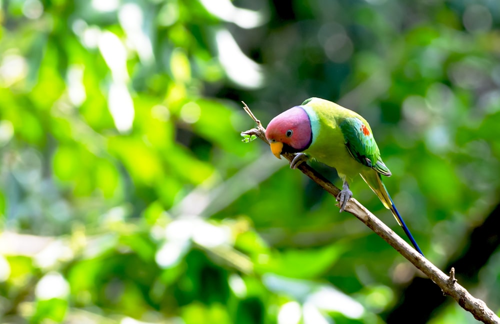 a colorful bird perched on a branch in a tree