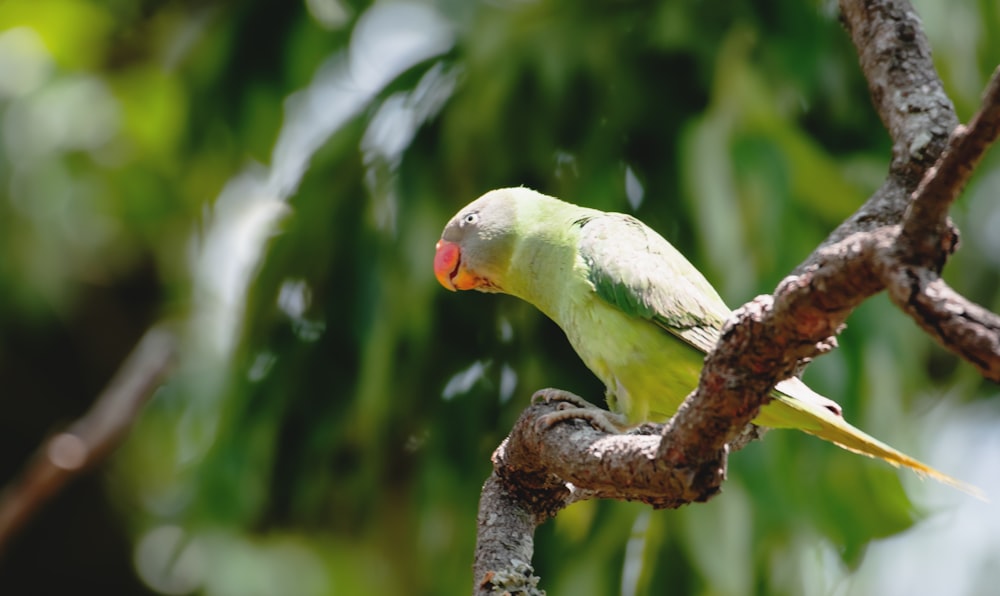 木の枝にとまる緑と黄色の鳥