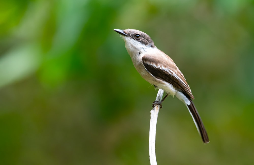 a small bird sitting on top of a white stick