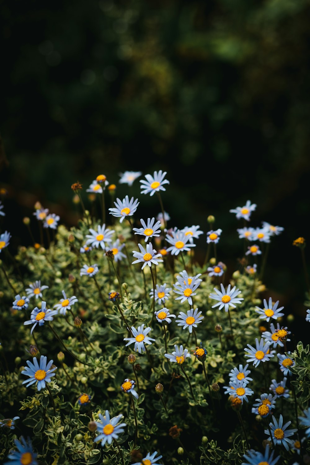 a bunch of blue and yellow flowers in a field