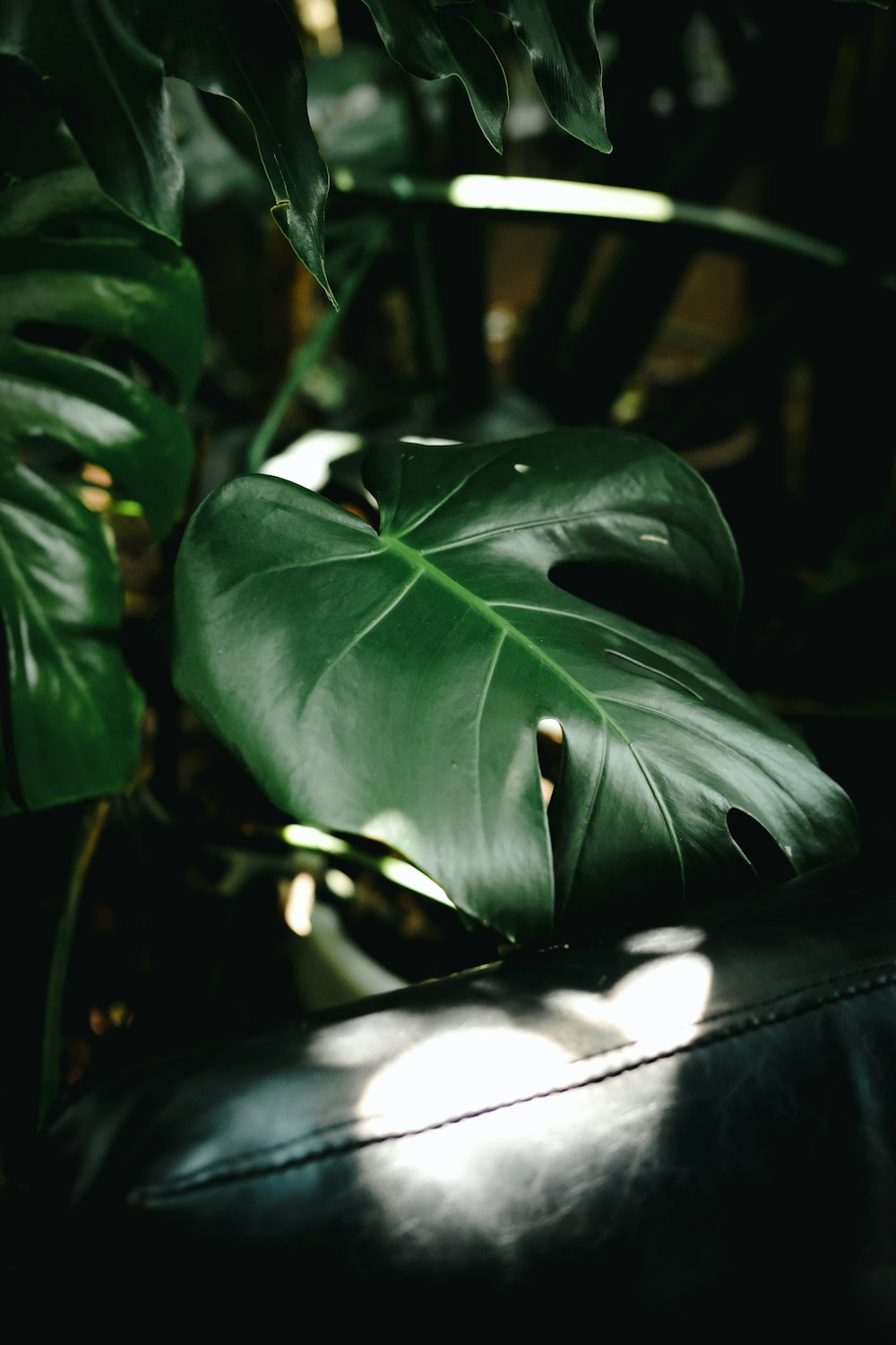 가죽 벤치 위에 앉아있는 큰 녹색 잎사귀