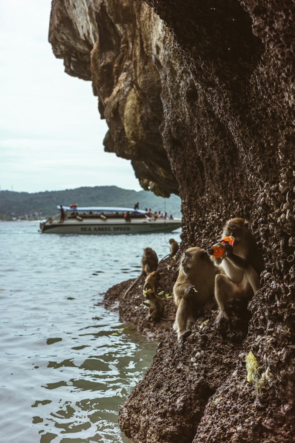 a group of monkeys sitting on the side of a cliff