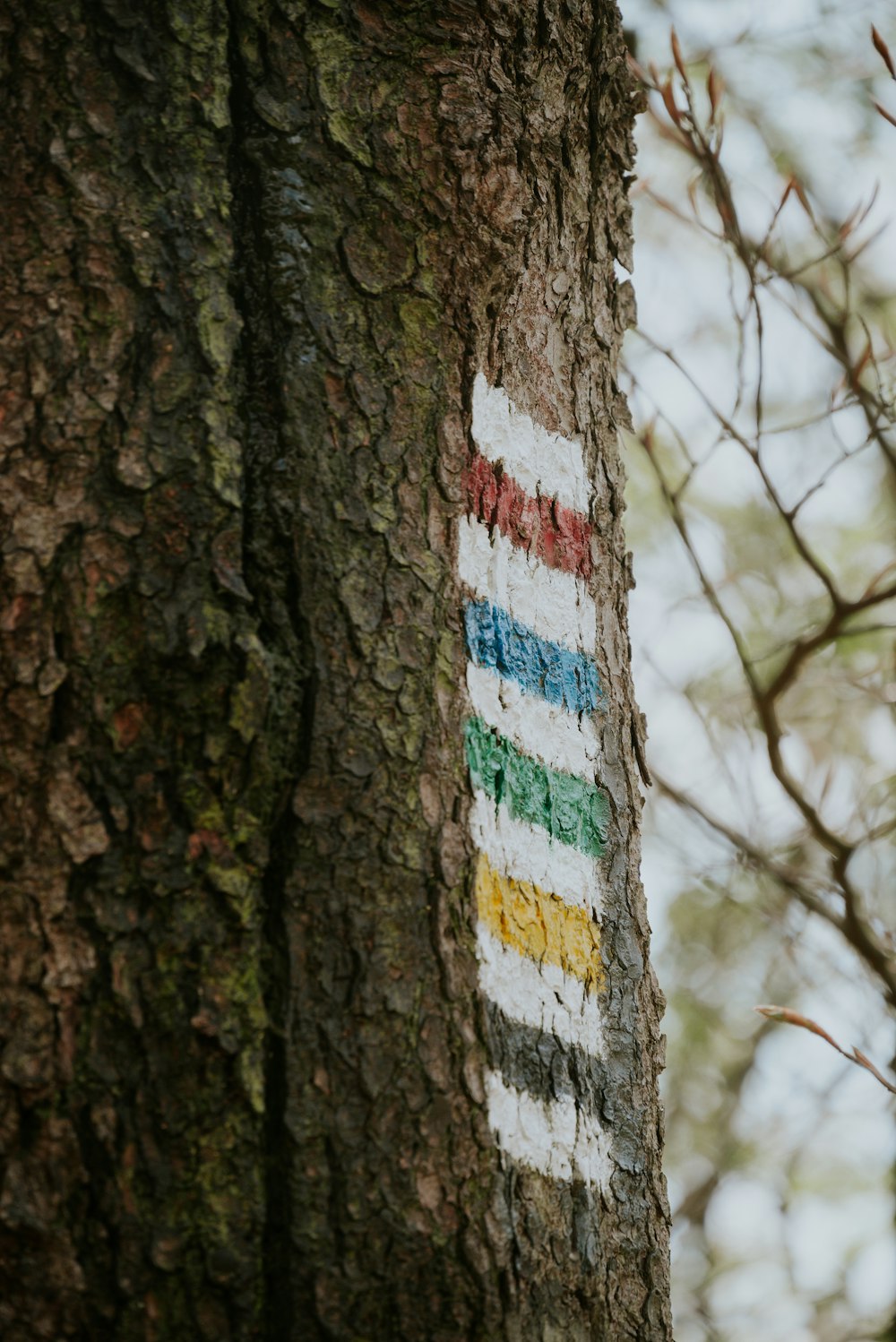 a sign painted on the bark of a tree