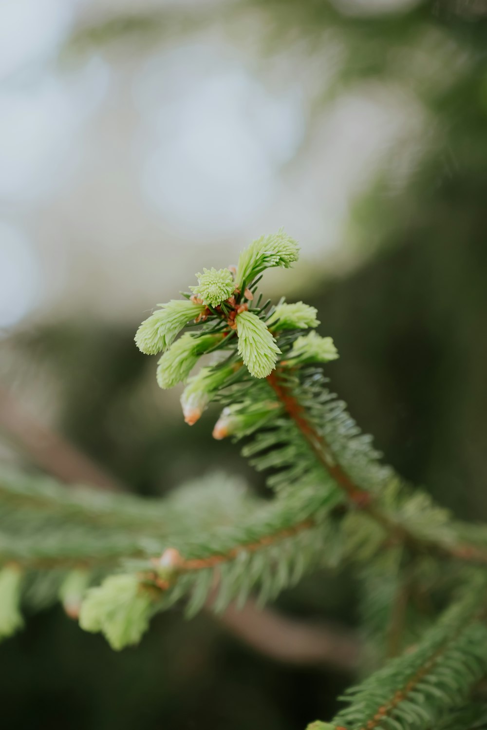 a close up of a pine tree branch