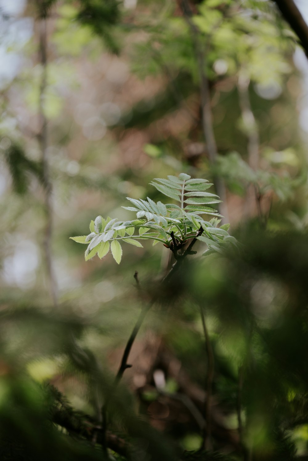 a small green plant in the middle of a forest