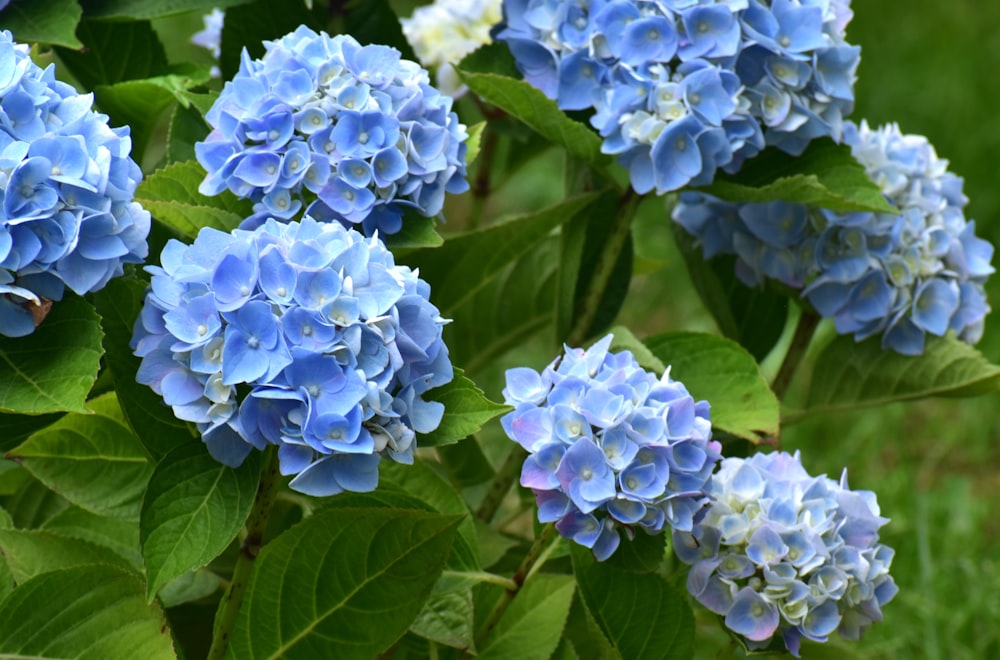 a bunch of blue flowers with green leaves