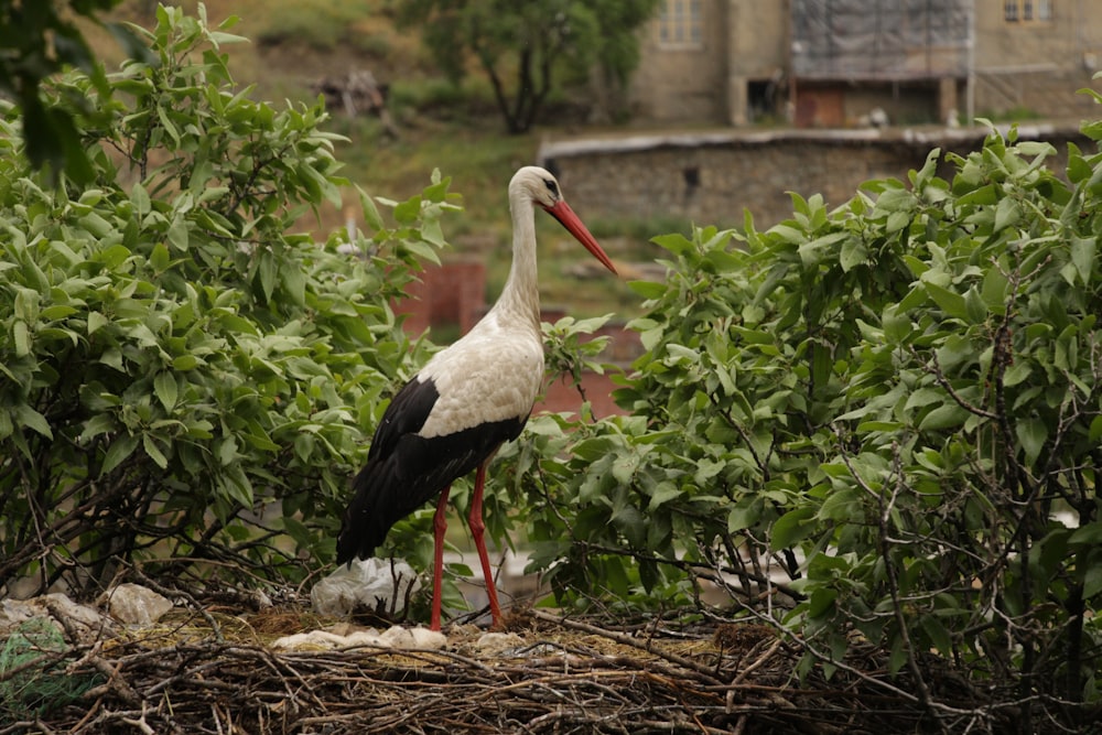 a stork standing on top of a nest in a tree