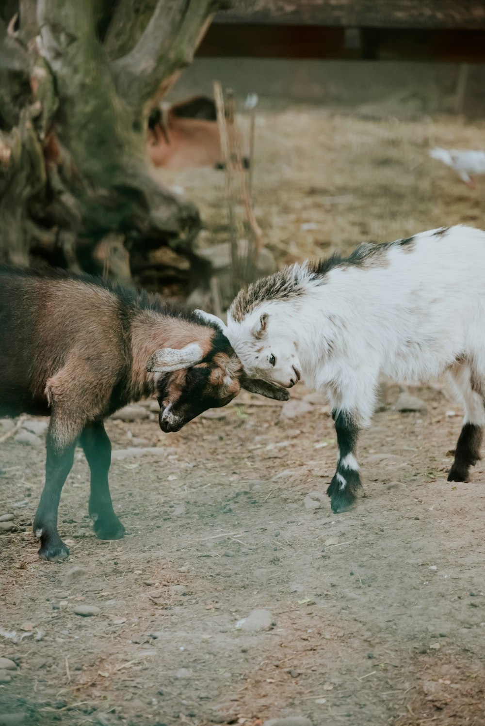 a couple of goats standing on top of a dirt field