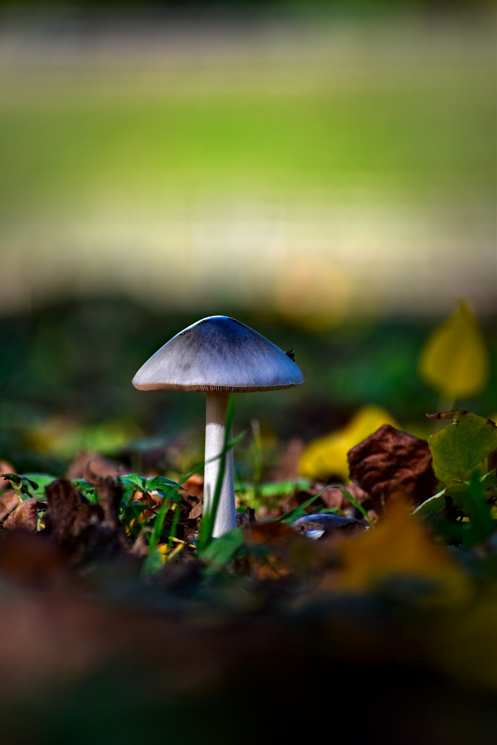 a small blue mushroom sitting on the ground