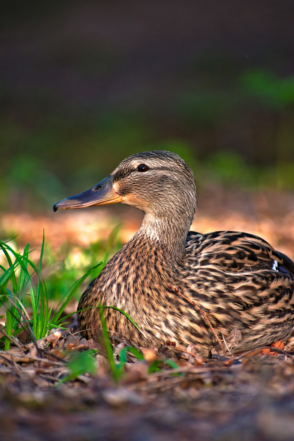 a duck sitting on the ground in the grass