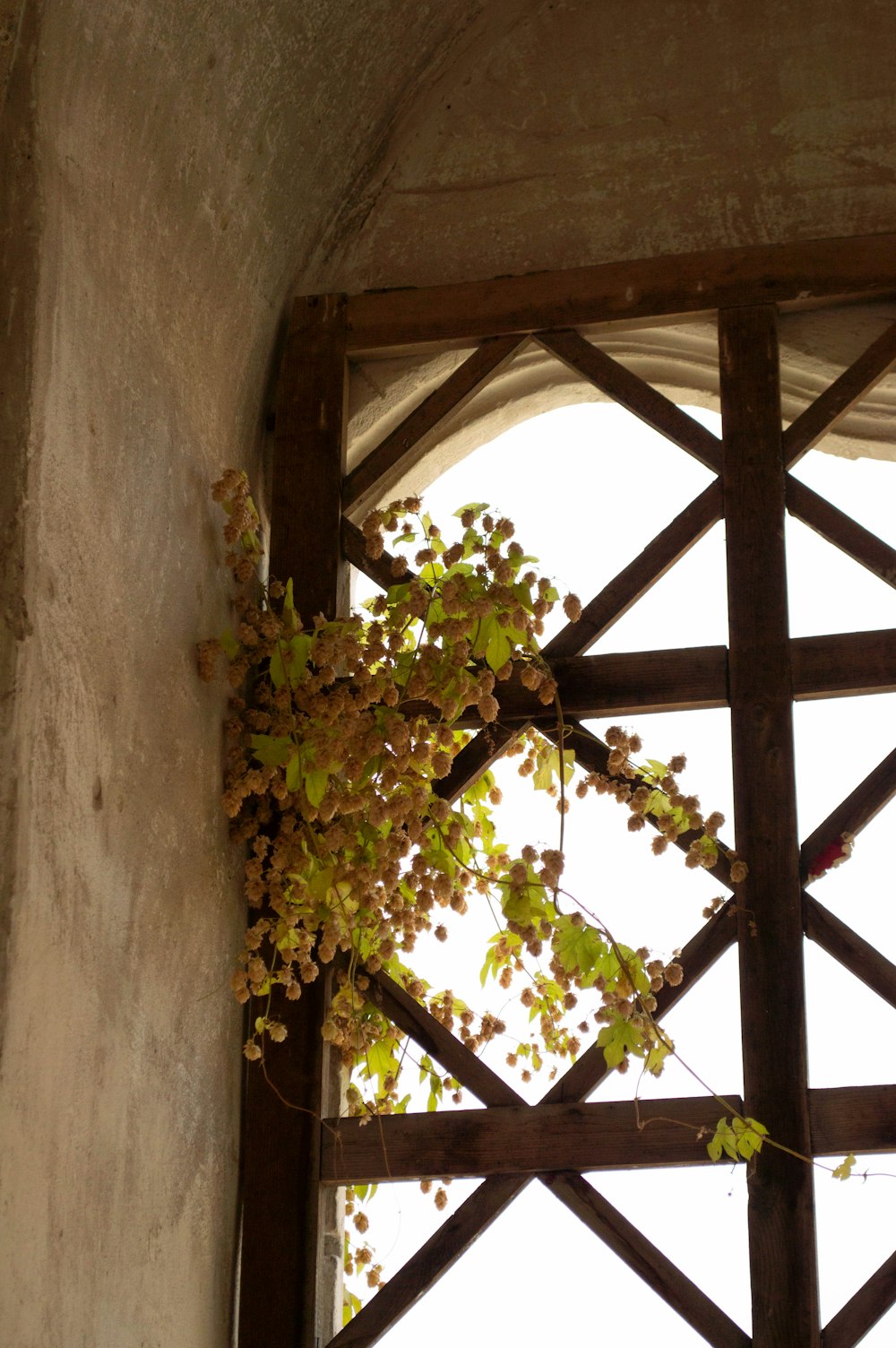 蔓の束が生えている窓