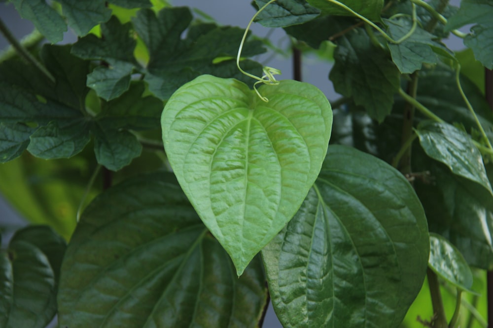 a close up of a green leaf on a plant