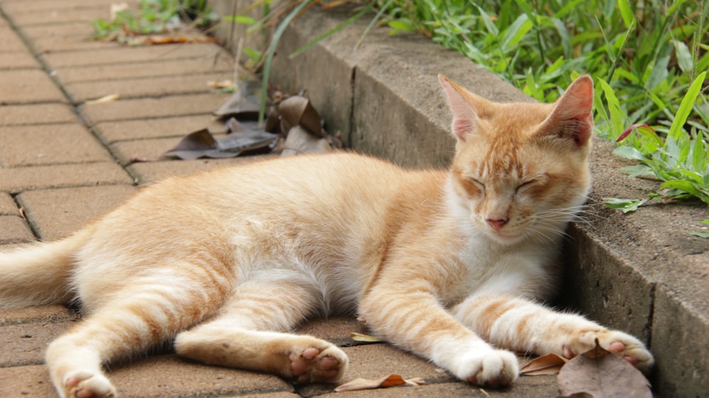 an orange and white cat laying on a brick walkway