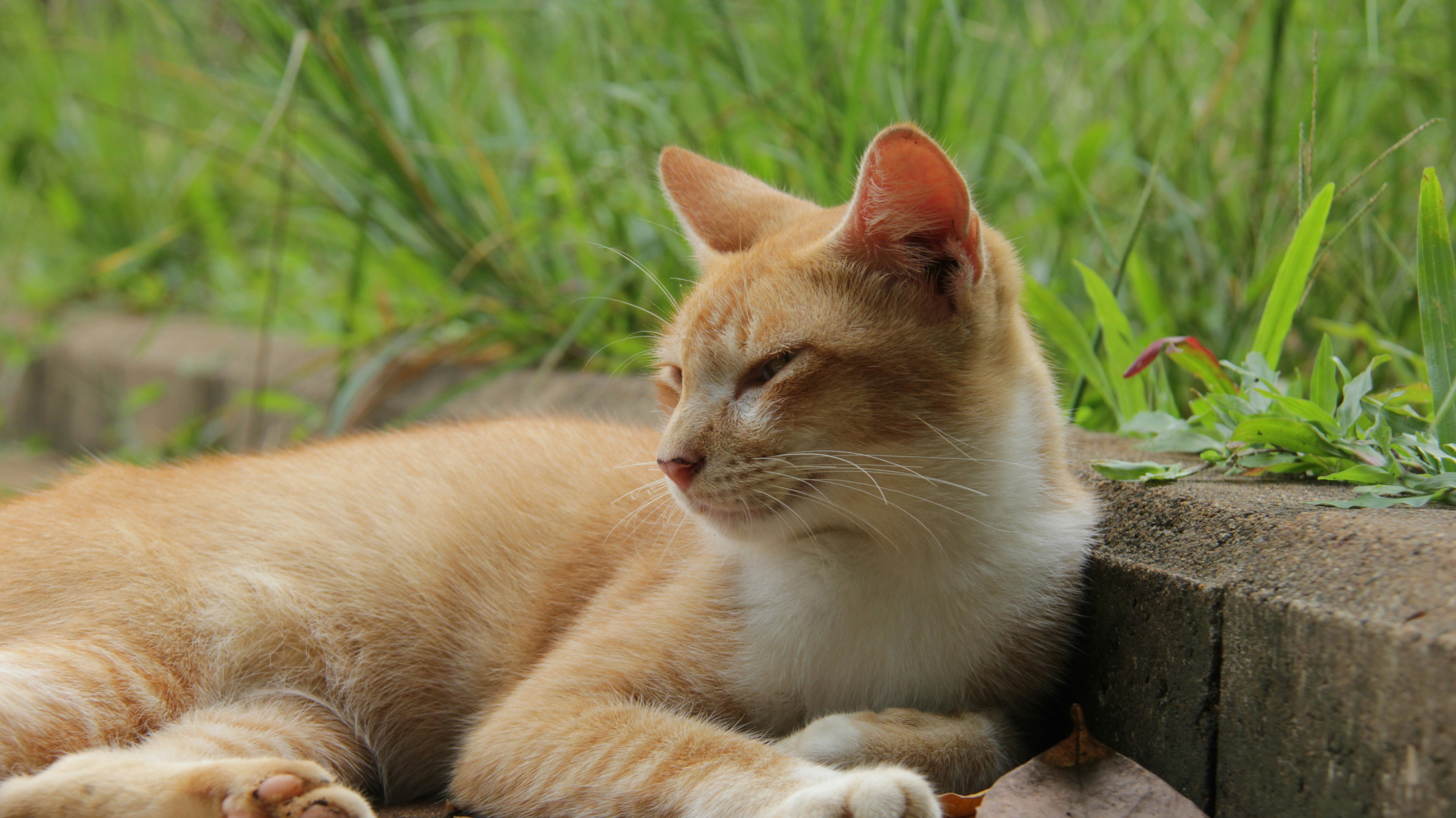 Photo by alhanulfikri54321