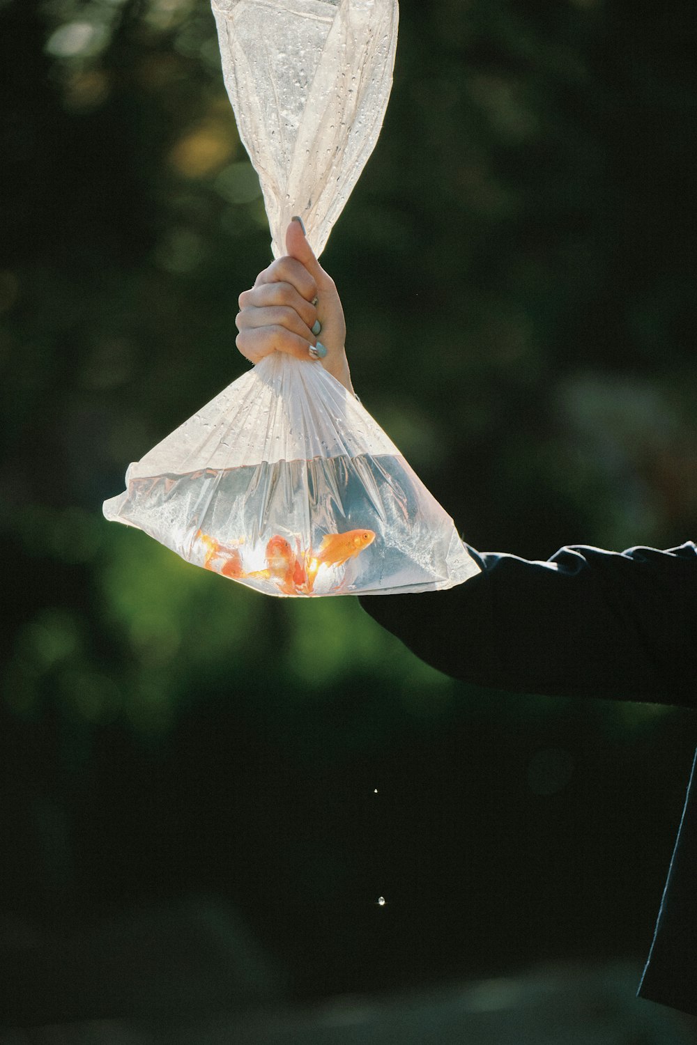 a person holding a plastic bag with goldfish in it