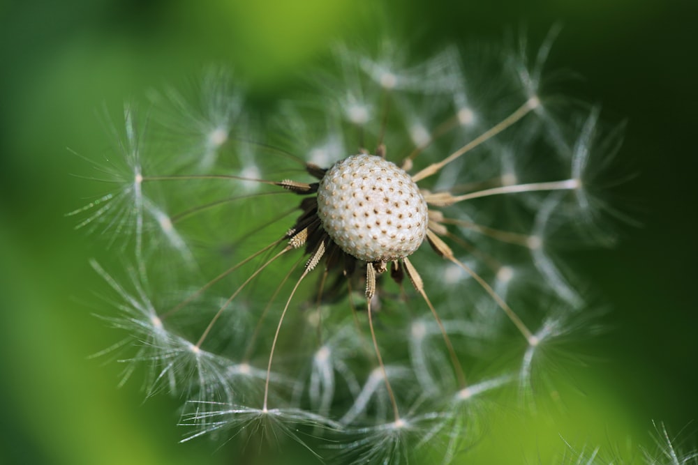 a close up of a dandelion on a green background